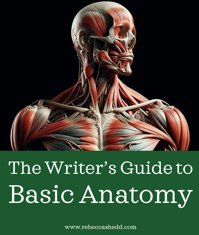 The Writer’s Guide to Basic Anatomy | Rebecca Shedd - Author